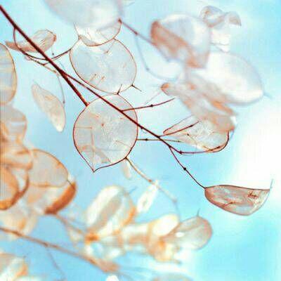 简单唯美风景静物的qq头像大全 好看小清晰静物风景qq