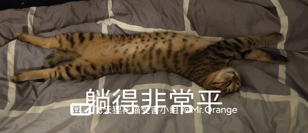整点好大儿的躺平表情包