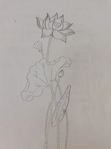 铅笔画荷花