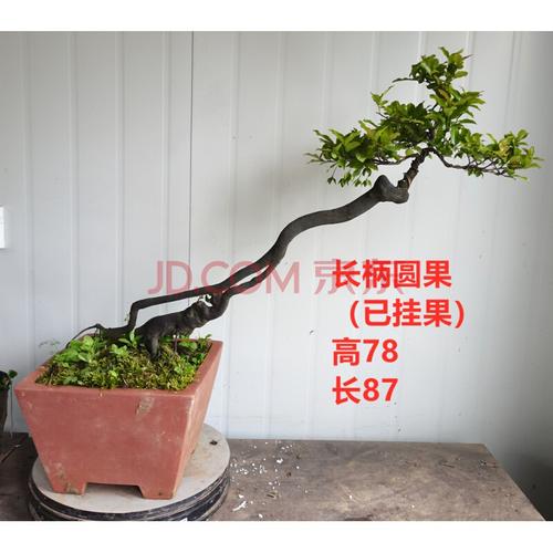 金弹子树桩盆景挂果母桩成品熟桩金单子血红果带盆带土黑塔子老桩