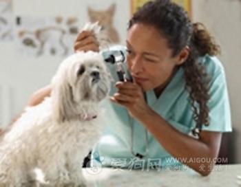 狗狗耳朵护理须知