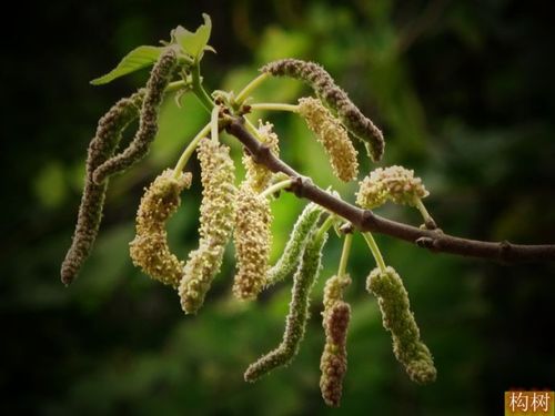 叶入药.药材名:楮叶(别名:构树叶).性味