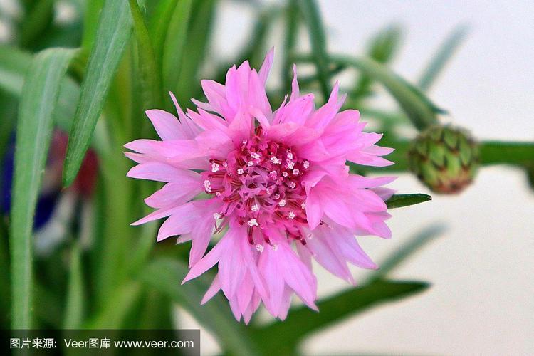 花瓶里的鬼臼草