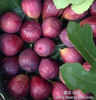 供应鲜果玛斯义陶芬