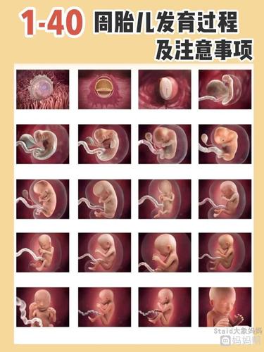 孕妈必藏1-40周胎儿发育情况及注意事项!