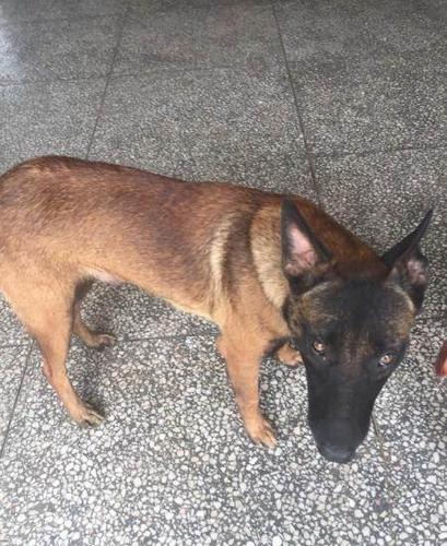 马犬与徳牧的串串