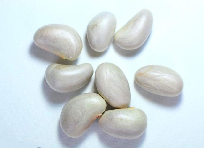 一号菠萝蜜苗 菠萝蜜种子 马来四季菠萝蜜种子 苗 菠萝蜜核菠萝蜜籽