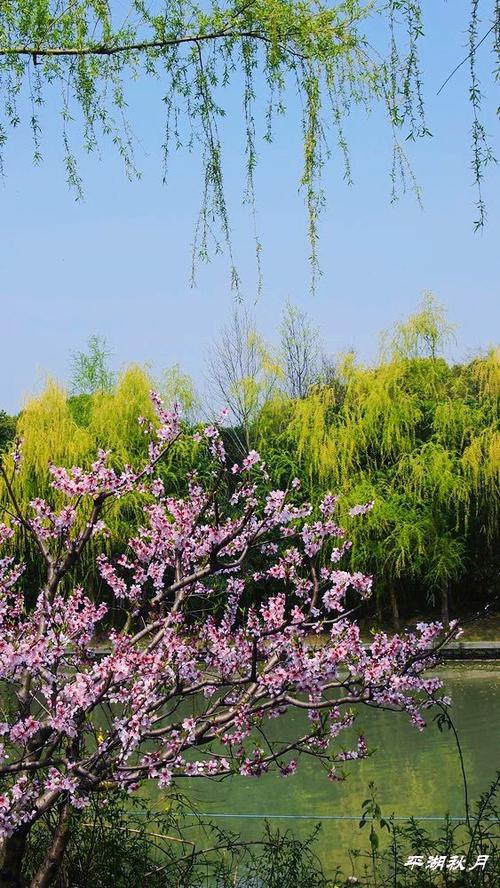 桃红柳绿又一春
