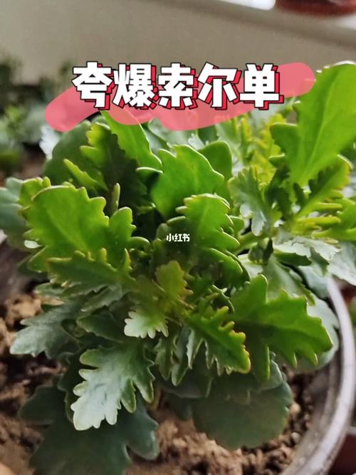 长寿花品种推荐索尔单