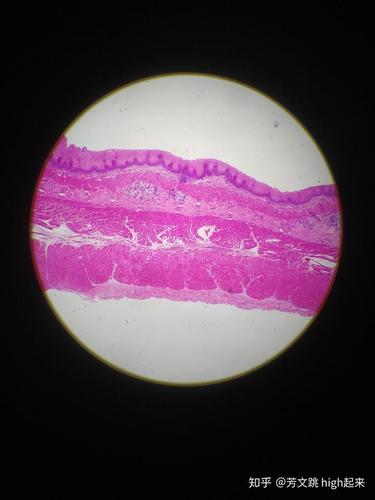 学业报告书(大一下学期)①——《组织学与胚胎学》(切片篇)