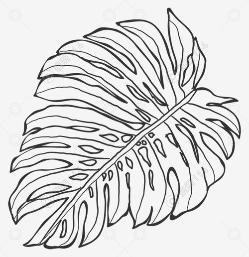 手绘黑白植物树叶图片