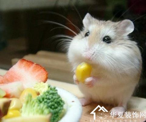 仓鼠会咬人吗 仓鼠咬人要打针吗