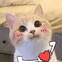 猫咪比心动图,给你小心心_撩妹撩汉_斗图君 | doutu.