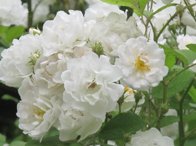 [转载]白色蔷薇花