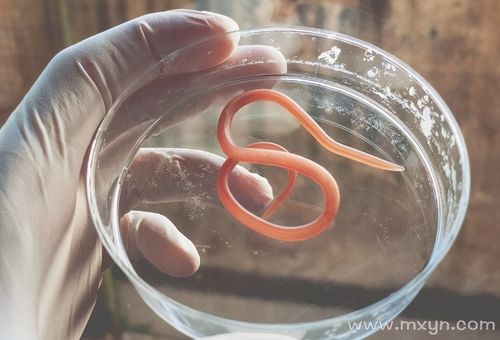 恶心的蛔虫:小时候大家都见过,为什么现在都不见了?