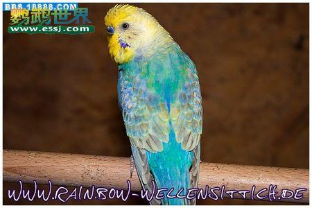 彩虹虎皮鹦鹉和灰翅虎皮鹦鹉(附图)