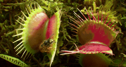 这四种植物一碰就动,能吃虫子能跳舞,神奇的不行!