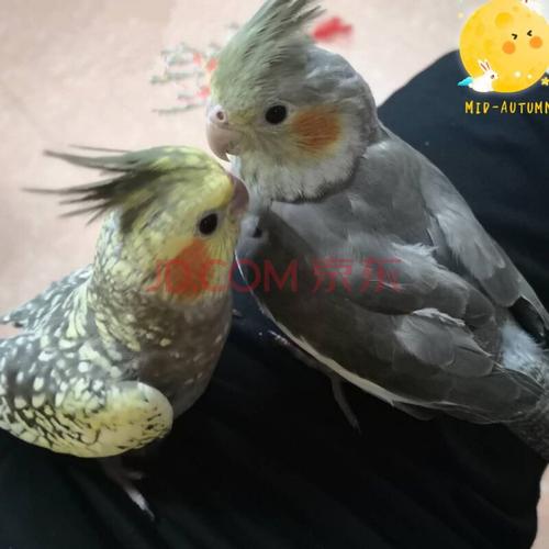 【店铺推荐】玄凤鹦鹉雏鸟手养活鸟黄红眼家养中小型 会说话幼鸟宠物