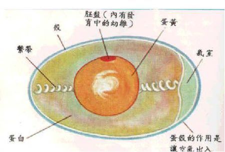 小鸡是由鸡蛋的什么孵化来的?