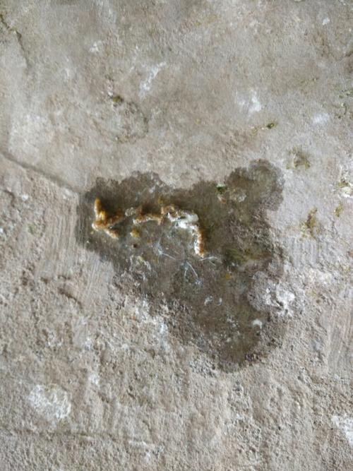 我的鸽子总是拉这样的水便,是不是毛滴虫球虫导致,请大师指导!