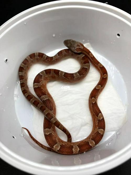 玉米蛇血红_玉米蛇_宠物_宠物其他