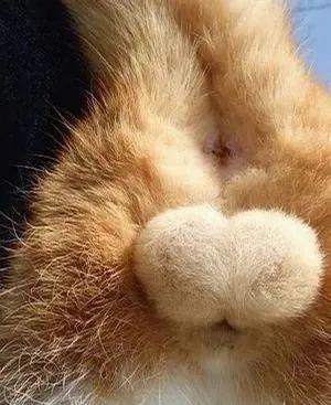 给绝育的公猫装蛋蛋?猫:你礼貌吗!