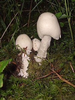 鳞柄白鹅膏