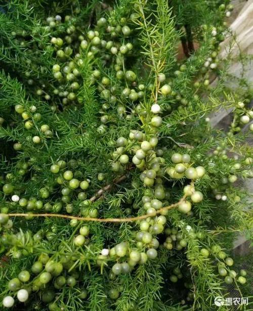 云南大天门冬种子 天冬种苗 天冬籽 高产13000斤