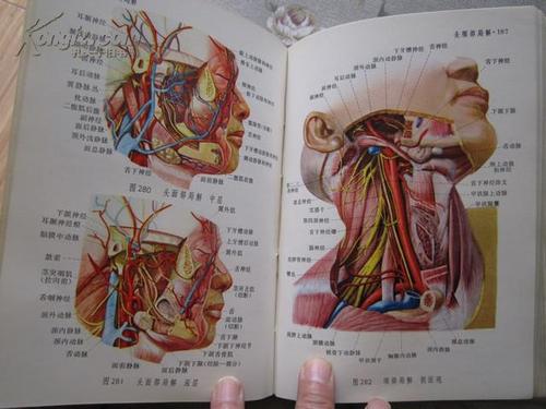 人体解剖图谱(彩色版本)