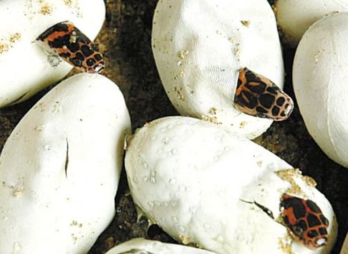 蛇卵孵化技术_库百科养蛇