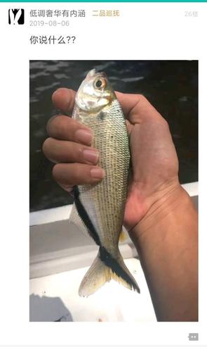 这是黑尾大勾吗?盗用吧友的图,这玩意儿能这么大吗?