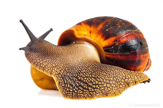 蜗牛图片_图片大全