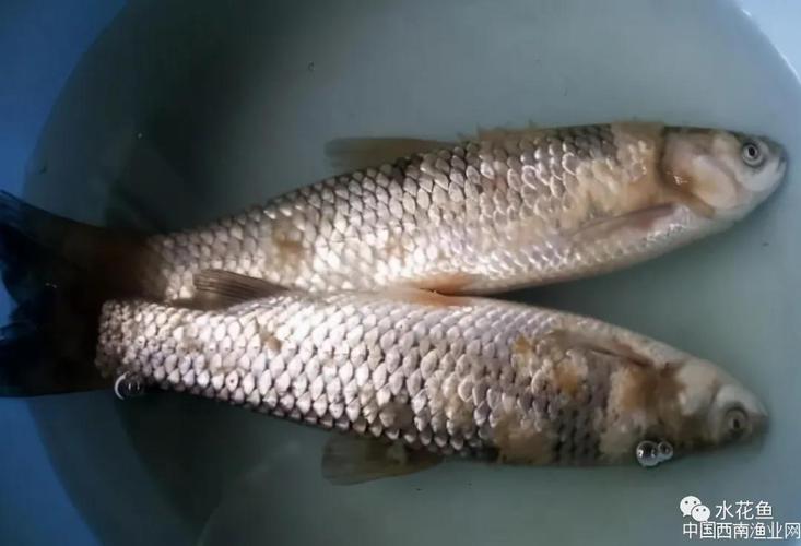 低温时节鱼类伤后水霉病的防范和应对:发病原理就决定