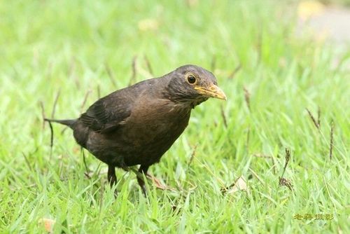 (乌鸫雌鸟)