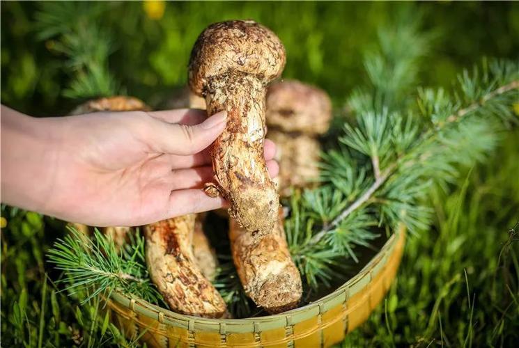 云南野生菌佼佼者——松茸!
