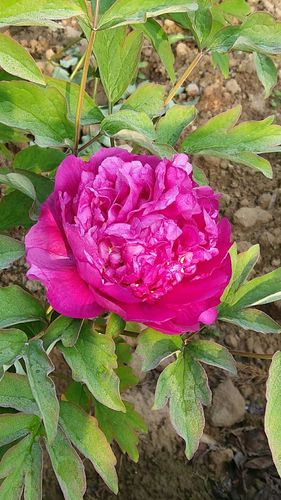 山东省菏泽市牡丹区丹阳路靠近尚德文化英雄传说培训基地