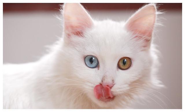 异瞳白猫什么品种为什么两只眼睛的颜色不一样