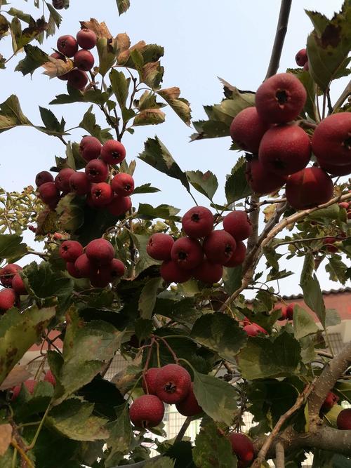 十月食育课堂:山楂成熟了,糖葫芦串起来