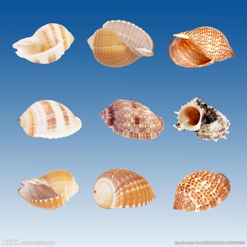 海螺贝壳图片