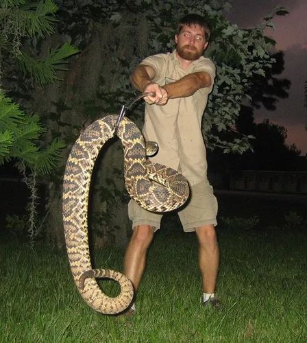 它们很可能是世界最重的毒蛇!现在用来做首饰和玩具了