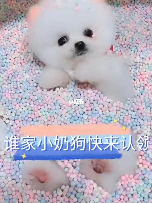 茶杯犬_茶杯犬_宠物_日记_小奶狗_宠物_狗_晒狗