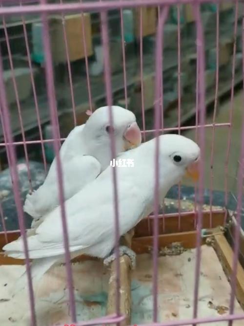 白玉牡丹鹦鹉_鹦鹉_牡丹_宠物_宠物其他