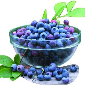 蓝莓[杜鹃花科越橘属植物]