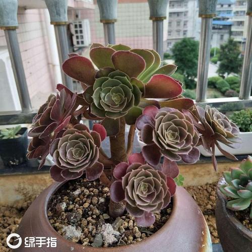 荷兰圆叶玫瑰法师