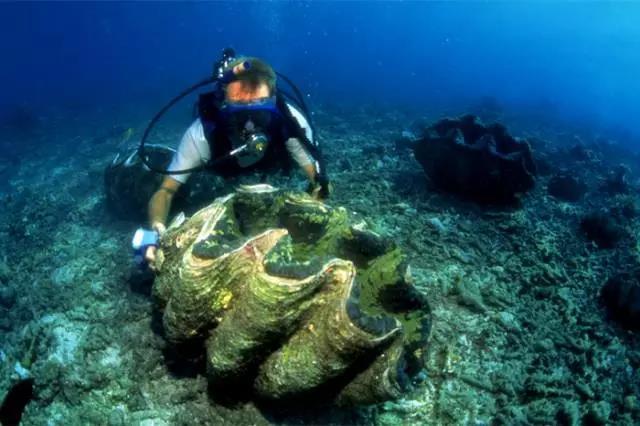 世界上最大的双壳贝类   大砗磲俗称巨蚌,库氏砗磲,栖息于南太平洋和