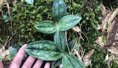 山里这植物叫"肺形草",懂它的用途人当它好东西!遇见别不认识