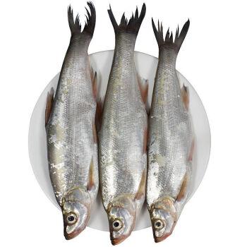 顺丰冷运新鲜翘嘴鱼大白刁白鱼刁子鱼白条鱼鲜活食味缘3斤装翘嘴