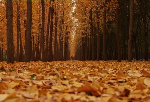 秋季摄影大赛结果已出,快来看看你有没有被pick!