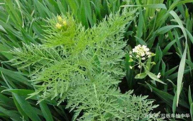 小麦田阔叶杂草~播娘蒿(附防除办法)