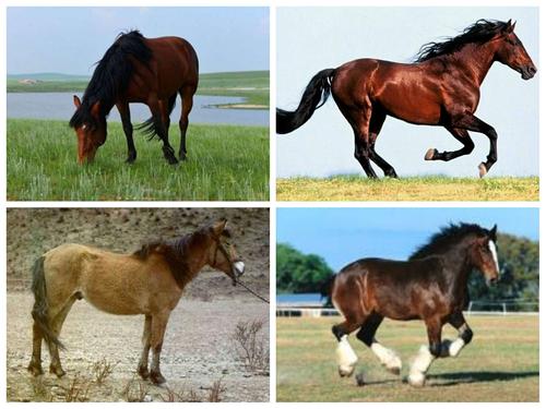 云南十八怪之袖珍小马真能耐